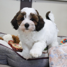 Havapoo Puppy Tater