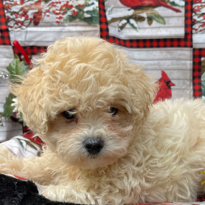 Maltipoo Puppy Grace