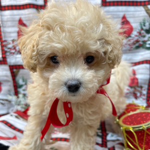 Maltipoo Puppy Grace