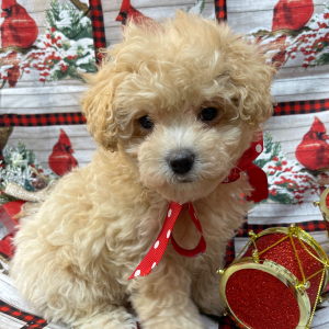 Maltipoo Puppy Grace
