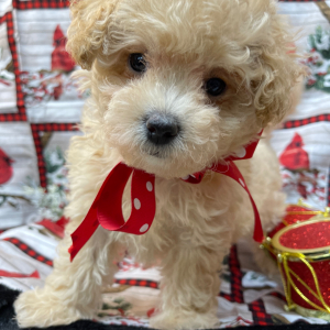 Maltipoo Puppy Grace