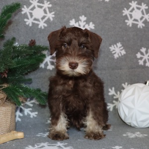 Miniature Schnauzer Puppy Mocha