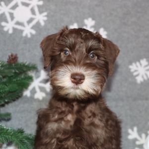 Miniature Schnauzer Puppy Mocha