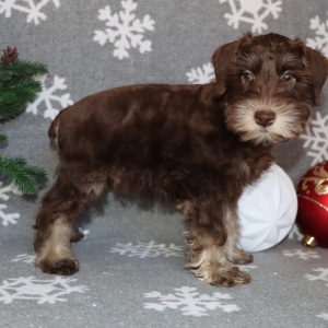 Miniature Schnauzer Puppy Mocha
