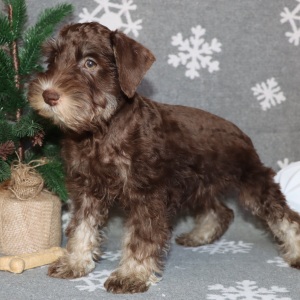 Miniature Schnauzer Puppy Mocha