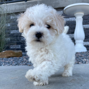 Bichonpoo Puppy Beauty