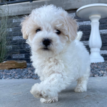 Bichonpoo Puppy Beauty