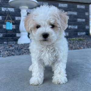 Bichonpoo Puppy Beauty