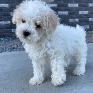 Bichonpoo Puppy Beauty