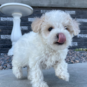 Bichonpoo Puppy Beauty