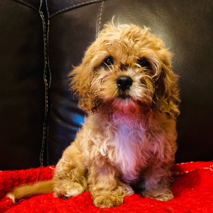 Cavapoo Puppy Blondie