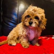 Cavapoo Puppy Blondie