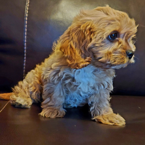 Cavapoo Puppy Blondie