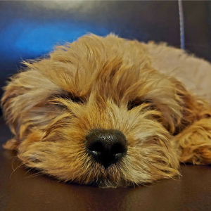 Cavapoo Puppy Blondie