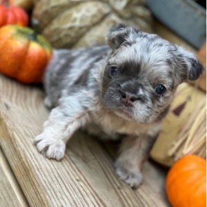 French Bulldog Puppy Fluffy Scrappy