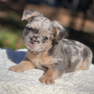 French Bulldog Puppy Fluffy Scrappy