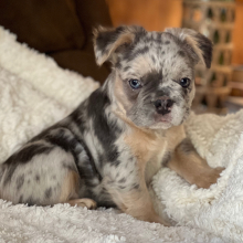 French Bulldog Puppy Fluffy Scrappy