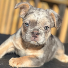 French Bulldog Puppy Fluffy Scrappy
