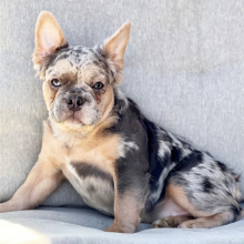French Bulldog Puppy Fluffy Scrappy