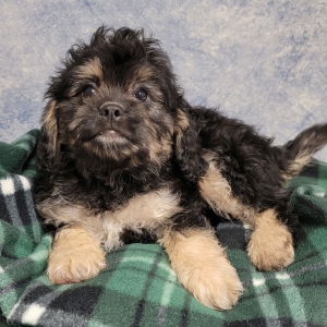 Cavapoo Puppy Titus