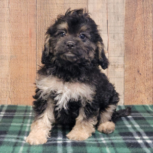 Cavapoo Puppy Titus