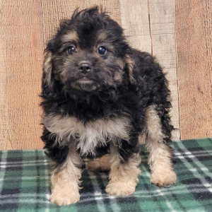 Cavapoo Puppy Titus
