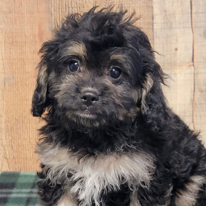 Cavapoo Puppy Titus