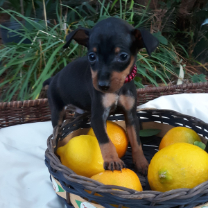 Miniature Pinscher Puppy Louie