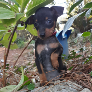 Miniature Pinscher Puppy Louie