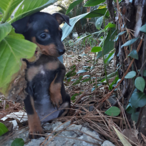 Miniature Pinscher Puppy Louie