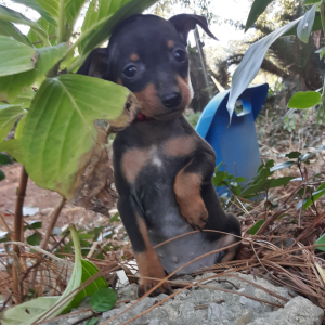 Miniature Pinscher Puppy Louie