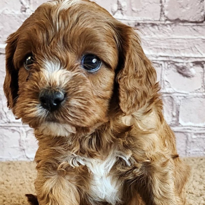 Cavapoo Puppy Shawn