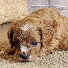 Cavapoo Puppy Shawn
