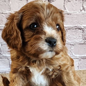 Cavapoo Puppy Shawn