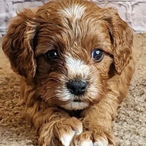 Cavapoo Puppy Shawn