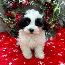 Havanese Puppy Greta