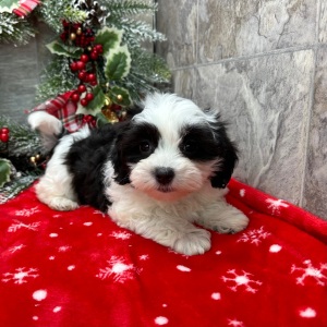 Havanese Puppy Greta
