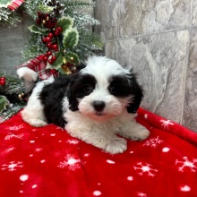 Havanese Puppy Greta