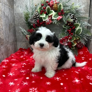 Havanese Puppy Greta