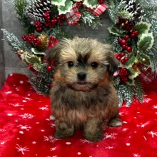 Havanese Puppy Gideon