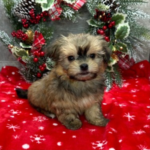 Havanese Puppy Gideon