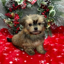 Havanese Puppy Gideon