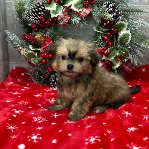 Havanese Puppy Gideon