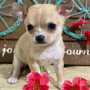 Chihuahua Puppy Carol
