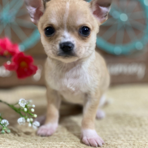 Chihuahua Puppy Carol