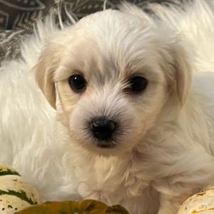 Coton de Tulear Puppy Sammy