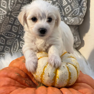 Coton de Tulear Puppy Sammy