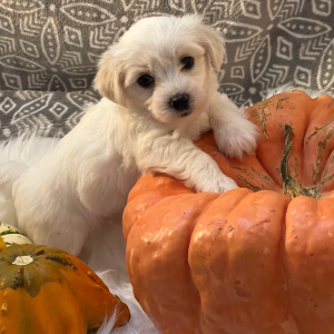 Coton de Tulear Puppy Sammy
