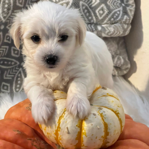 Coton de Tulear Puppy Sammy
