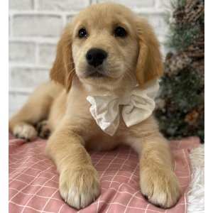 Golden Retriever Puppy Toast